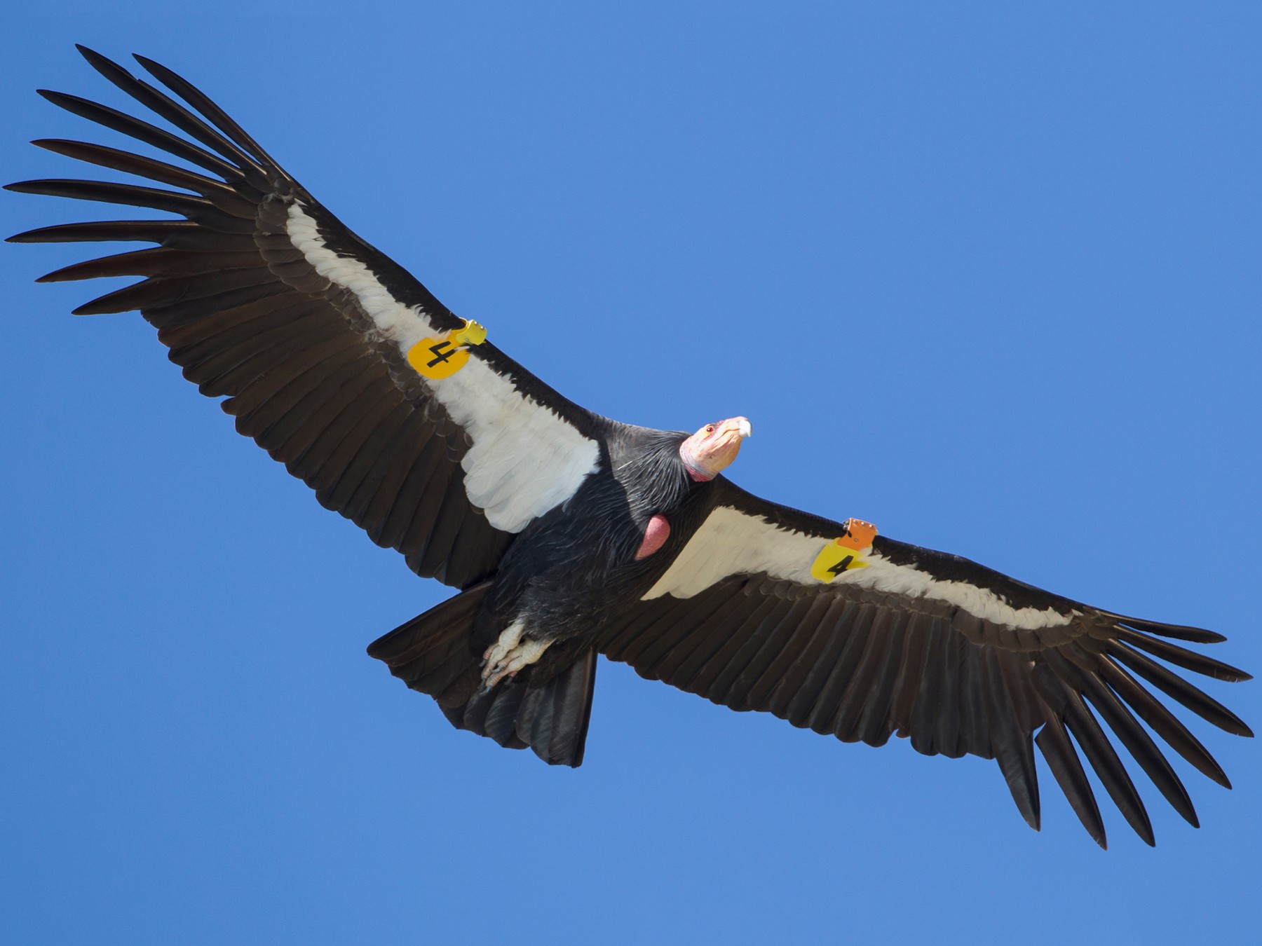 California condor in flight, wing-tagged