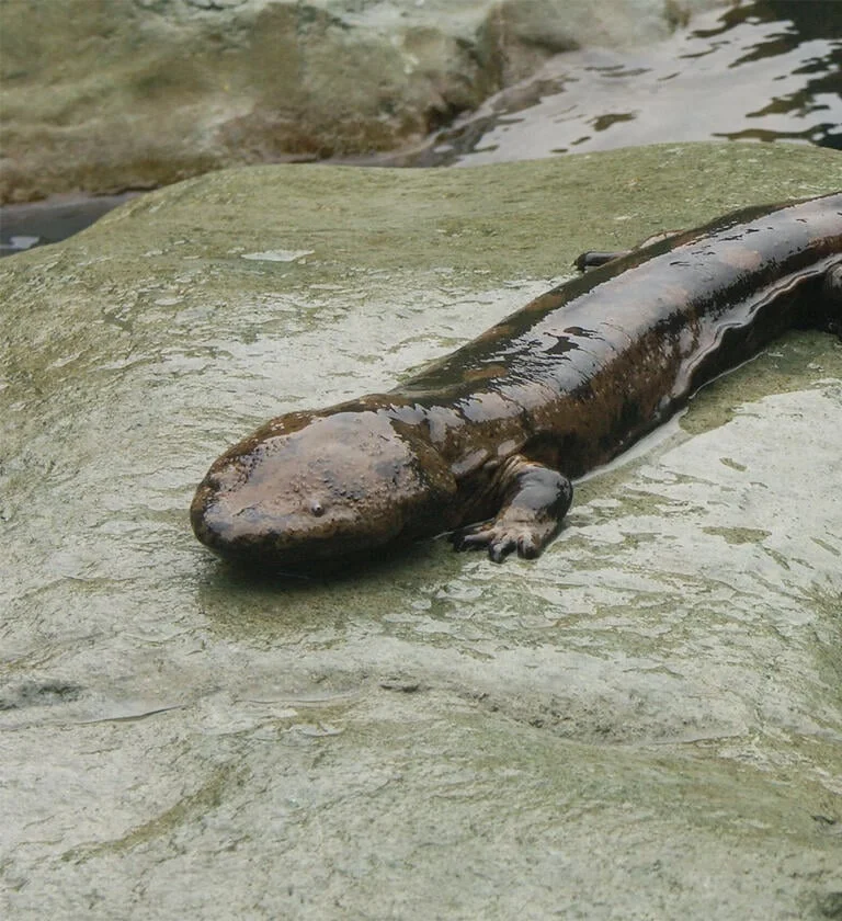 Japanese giant salamander